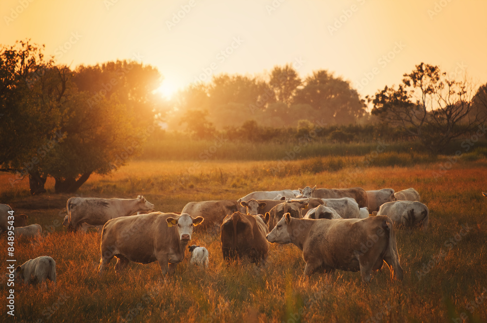 Cows on pasture - obrazy, fototapety, plakaty 