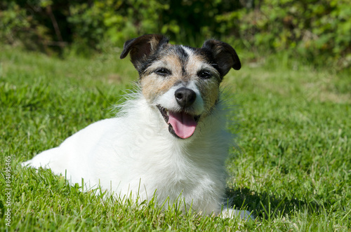 Smiling Jack Russell Terrier