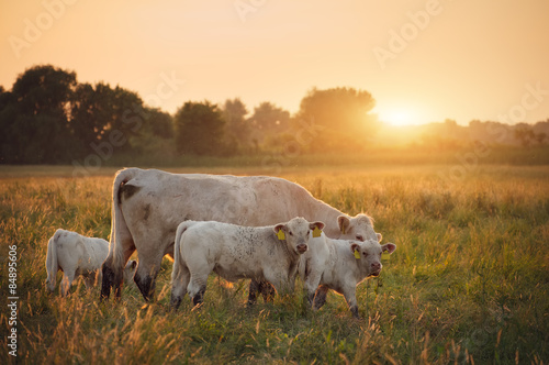 Fototapeta Cows on pasture
