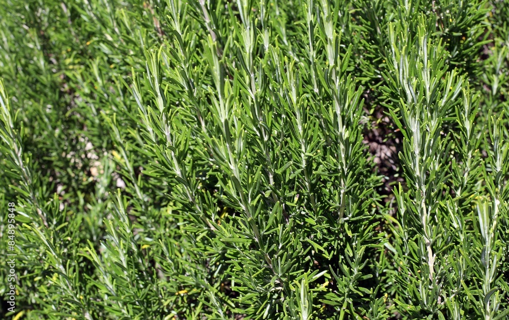 green background aromatic rosemary leaves green background aromatic rosemary leaves