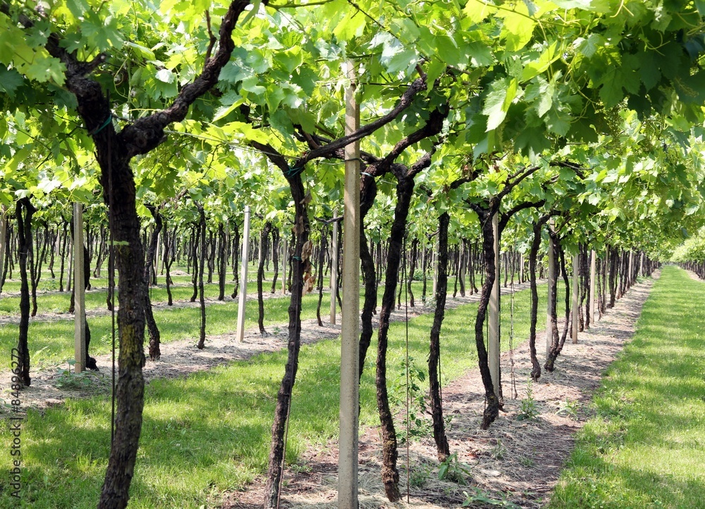 vineyard green in Italian campaigns in summer vineyard green in Italian campaigns in summer