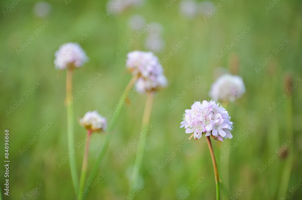 wild flower wild flower