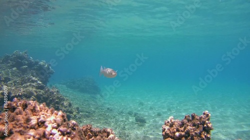 Sabre-toothed blenny cleaning Fringelip mullet, Red sea, Marsa Alam  photo