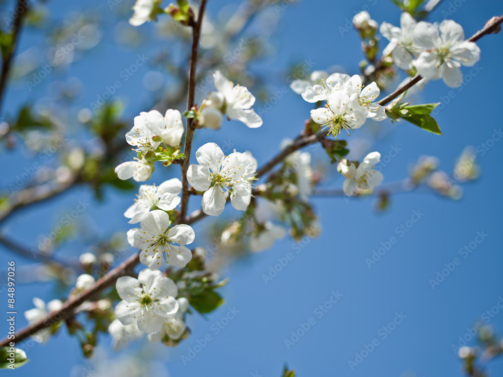 Blooming cherry tree twig. Blooming cherry tree twig.
