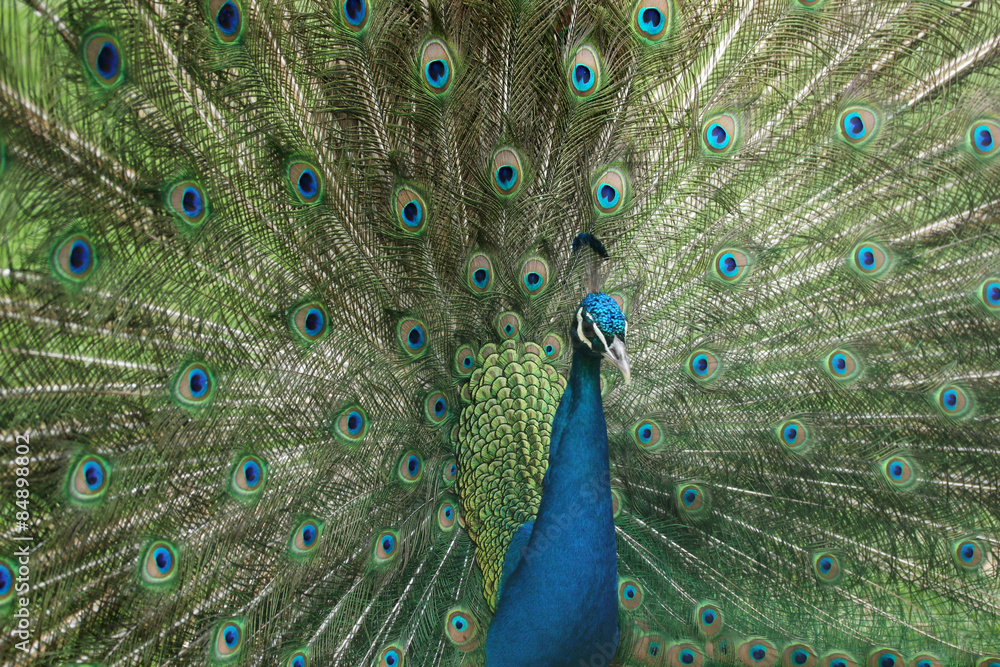 Obraz premium Peacock