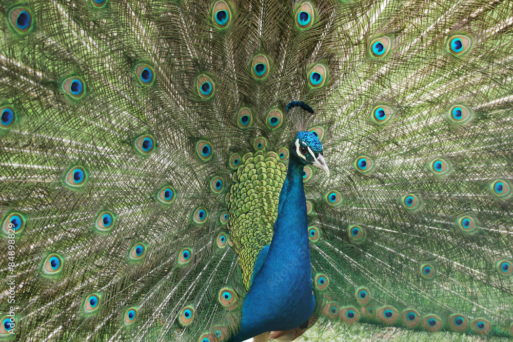 Obraz premium Peacock