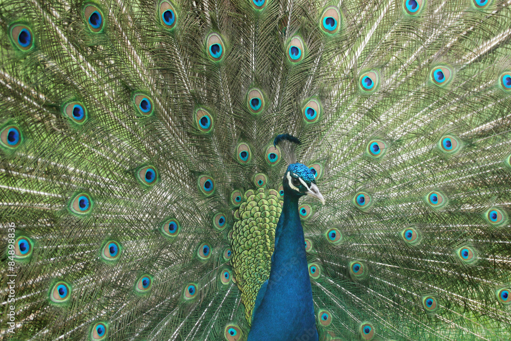 Naklejka premium Peacock