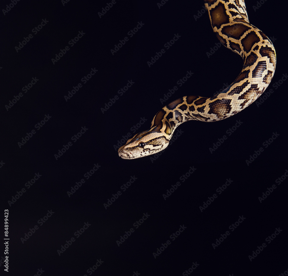 Naklejka premium tiger python, black and yellow, against black background