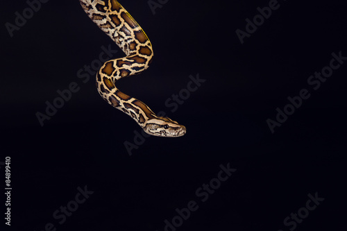 tiger python, black and yellow, against black background