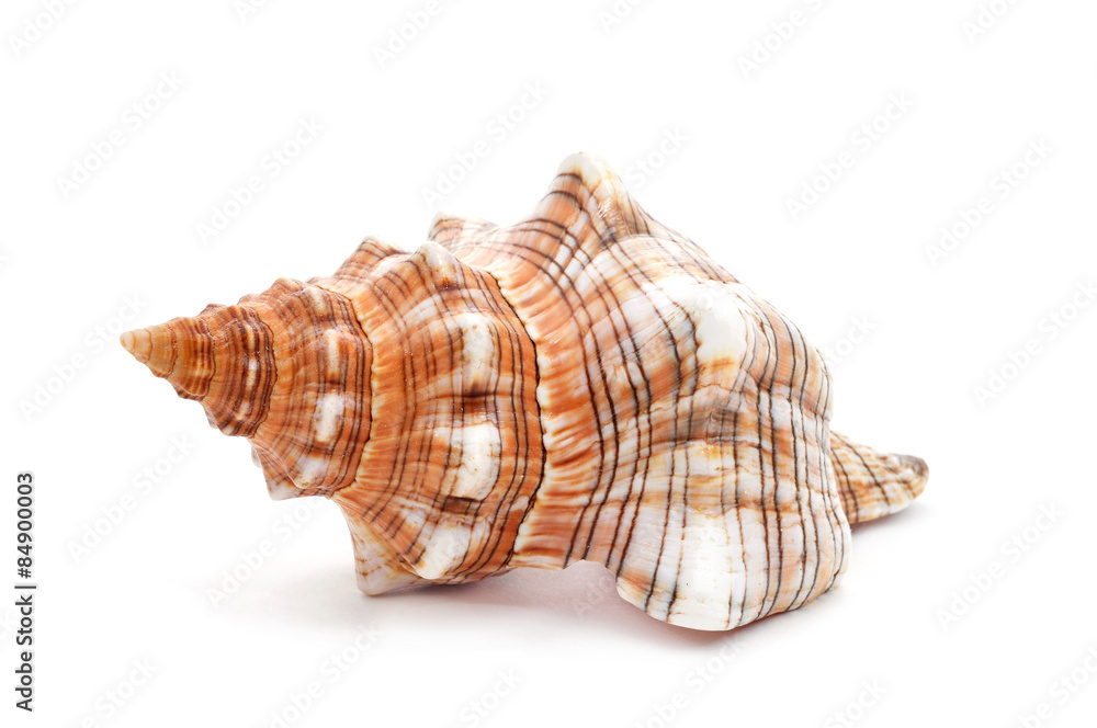 conch on a white background