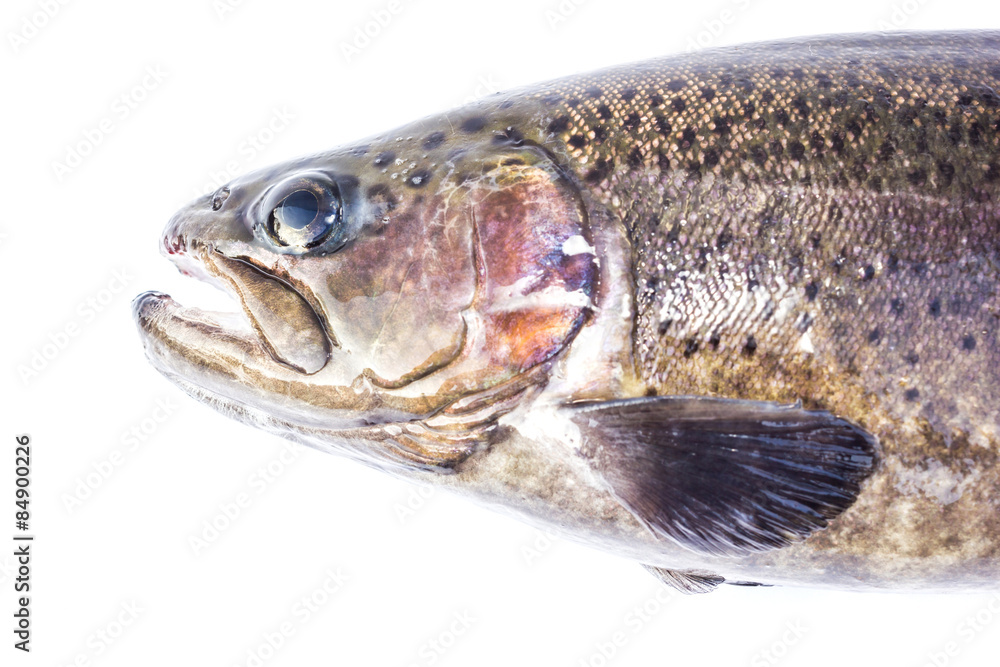 Rainbow trout (Oncorhynchus mykiss) male, isolated on a white ba Rainbow trout (Oncorhynchus mykiss) male, isolated on a white ba