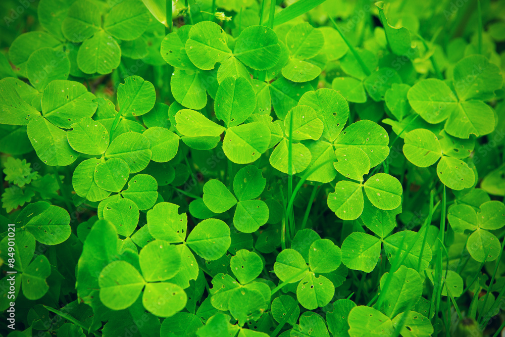 Clover Clover