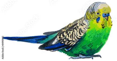 budgies watercolor
