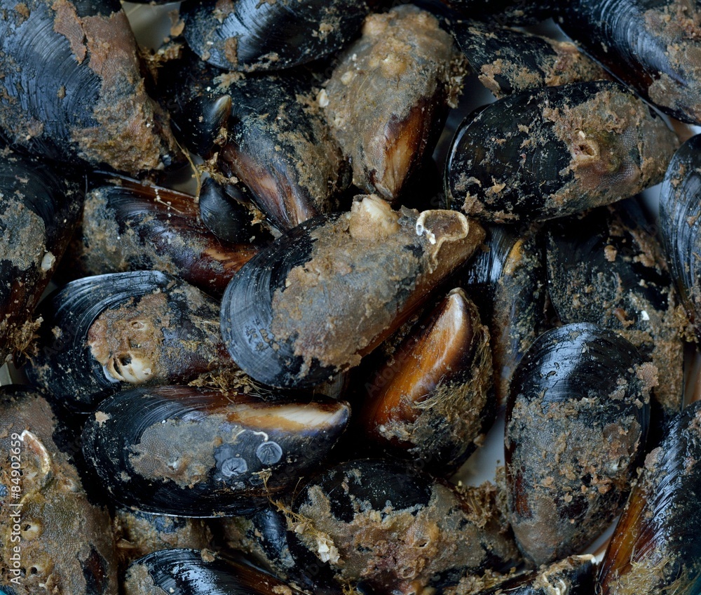 clams clams
