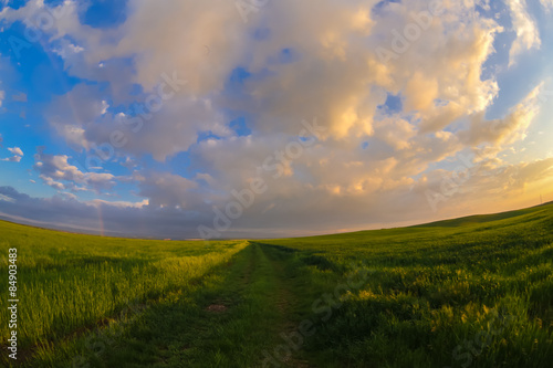 Summer landscape with green grass  corn and clouds  Field and sunset - fisheye view