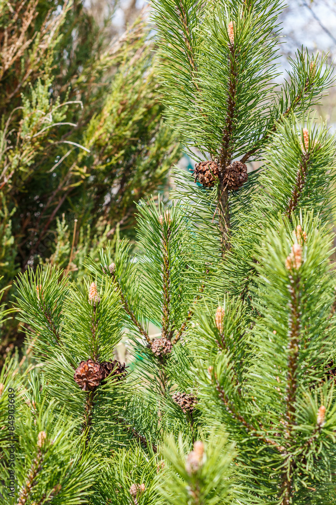 Mountain pine (Pinus mugo). Garden. Mountain pine (Pinus mugo). Garden.