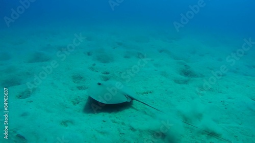 pink whipray (Himantura fai), Red sea, Marsa Alam, Abu Dabab  photo