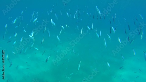 School of fish blue fusilier or scissor-tailed fusilie, Red sea  photo