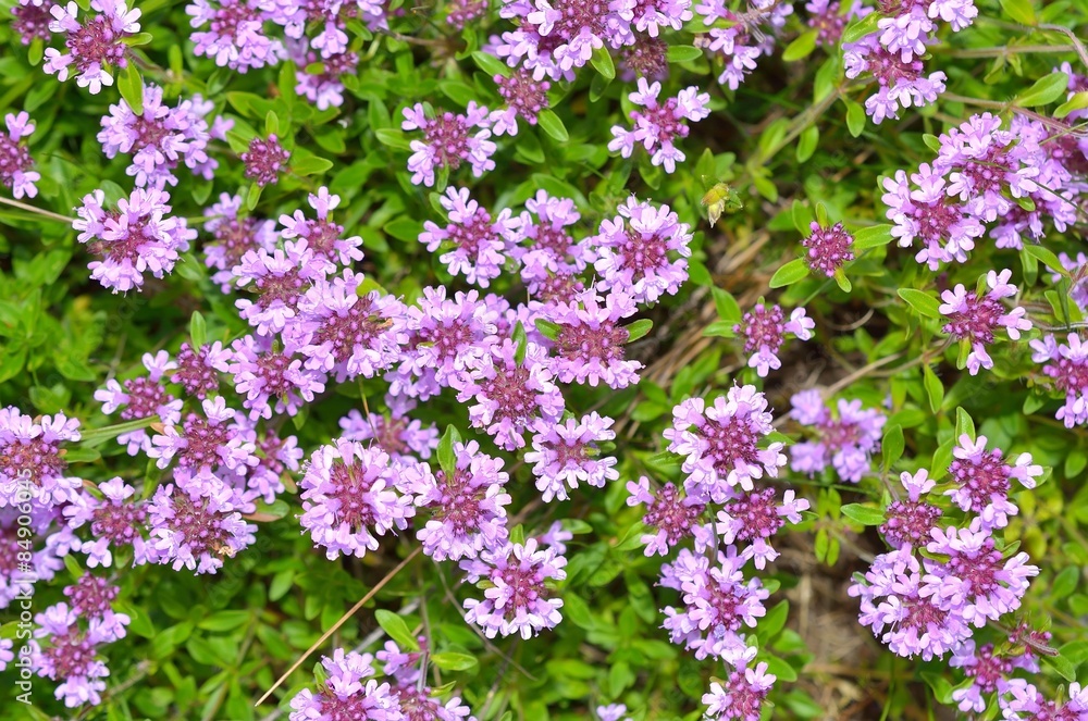 Obraz premium Fresh green thyme herbs with pink flowers