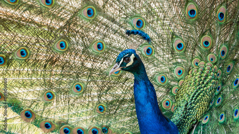 Obraz premium peacock side view