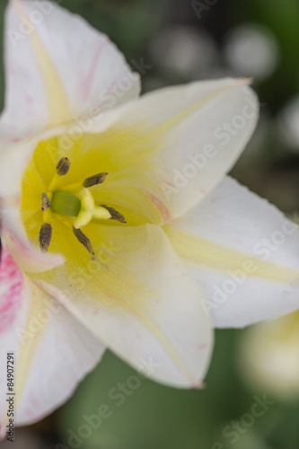 Weiße Tulpe mit gelbem Innenleben Makro