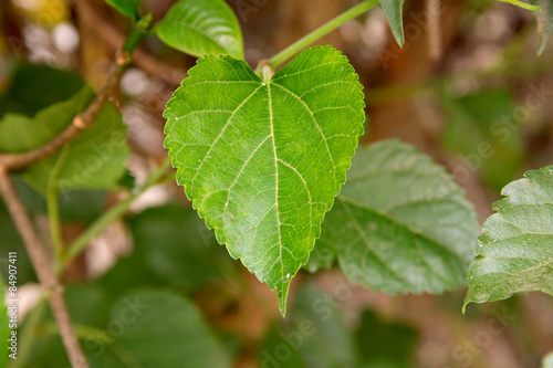 Wallpaper Mural mulberries on tree Torontodigital.ca