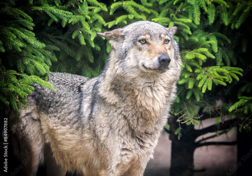 Obraz premium European wolf in forest