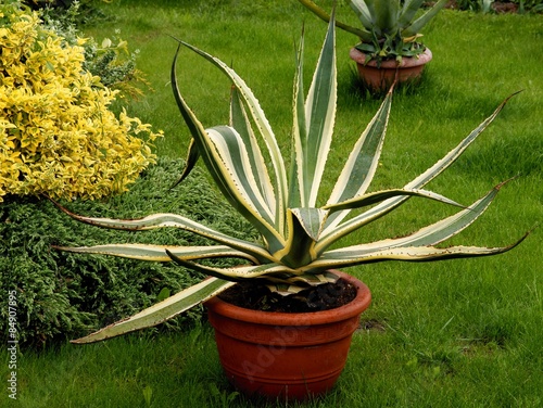 agawa succulent in pots on grass of a garden  photo