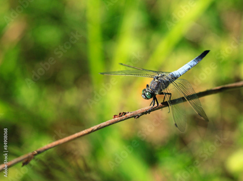 dragonfly © olena