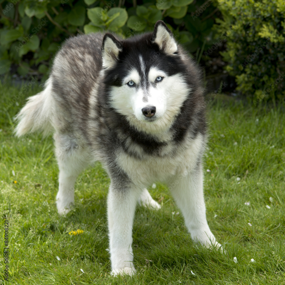 Husky dog standing  in garden