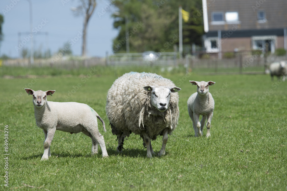 sheep and lamb in grassland, The Netherlands sheep and lamb in grassland, The Netherlands