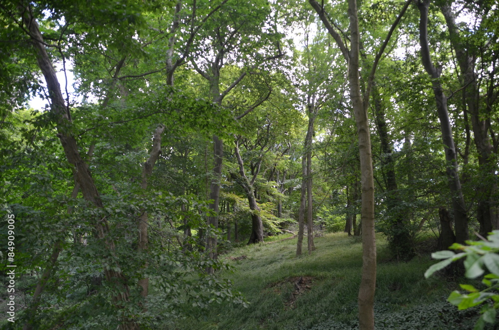 Obraz premium Wald