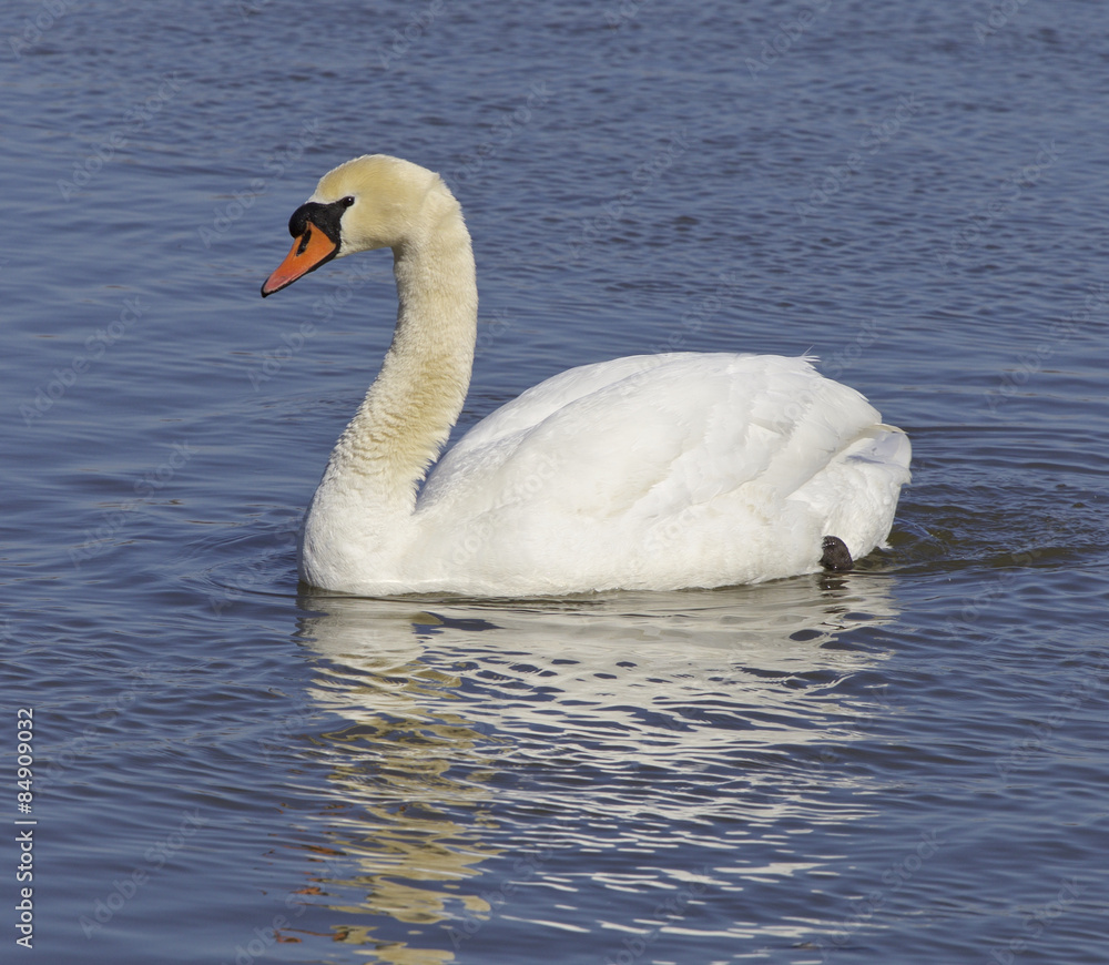 Mute swan Mute swan