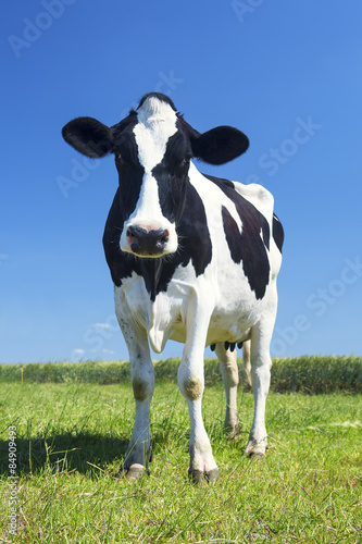 cow in the green grass