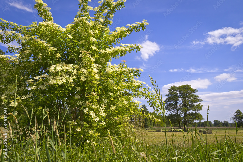 Sambucus (elder or elderberry)