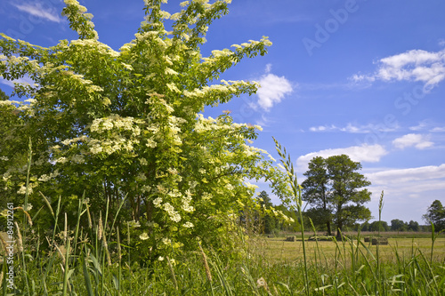 Obraz na płótnie Sambucus (elder or elderberry) w salonie