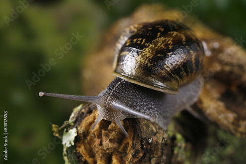Snail sliding on a branch