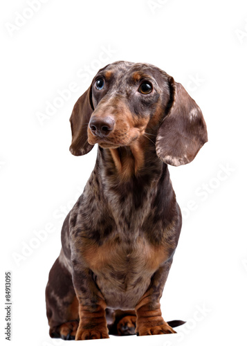 Close-up of Dachshund on white background