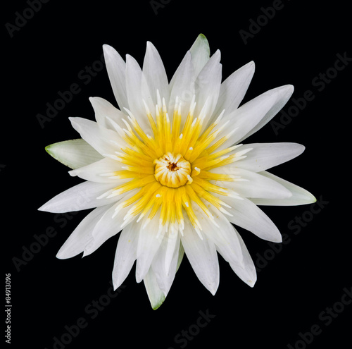 White lotus isolated on a white background