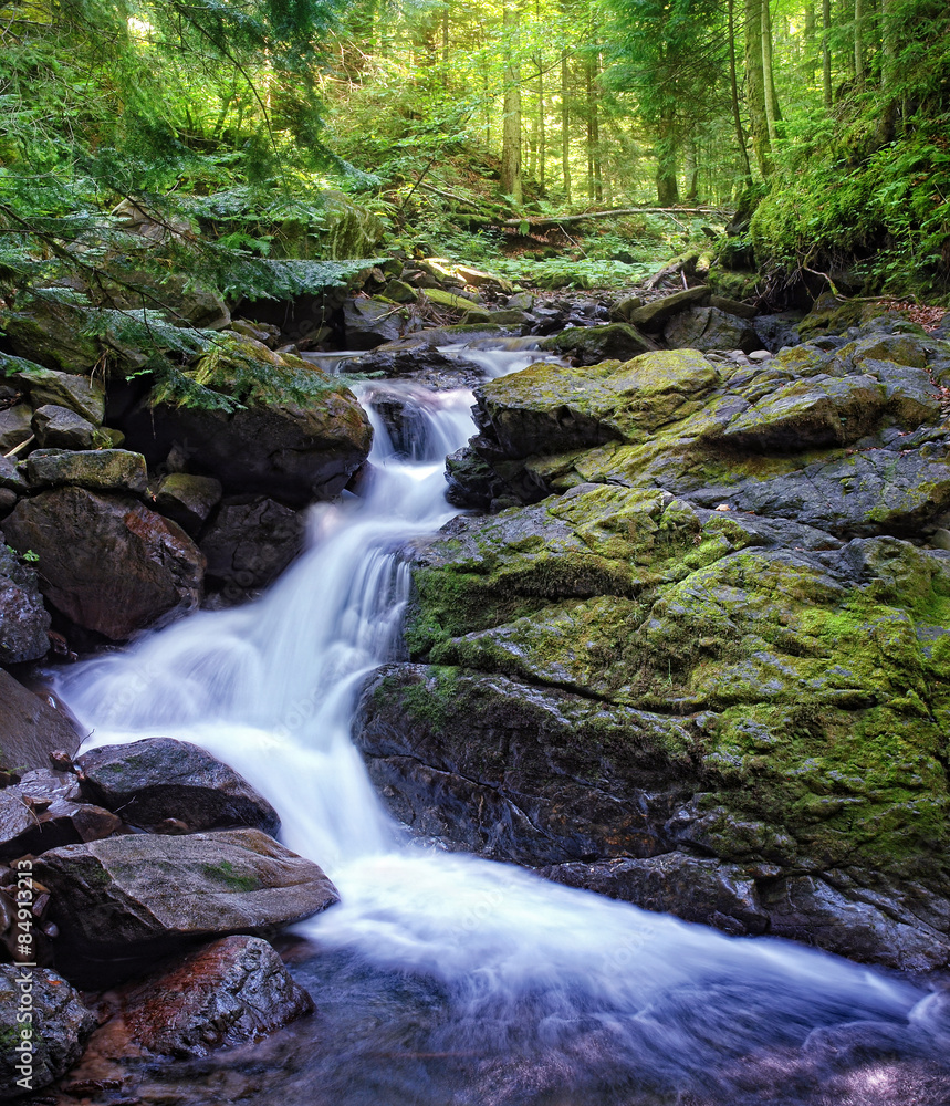Deep wood. Carpathians, Ukraine. Deep wood. Carpathians, Ukraine.