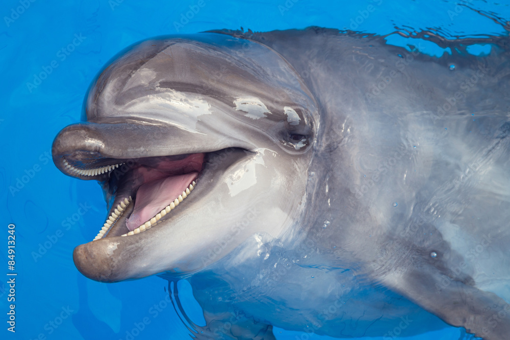 Obraz premium Smiling dolphin
