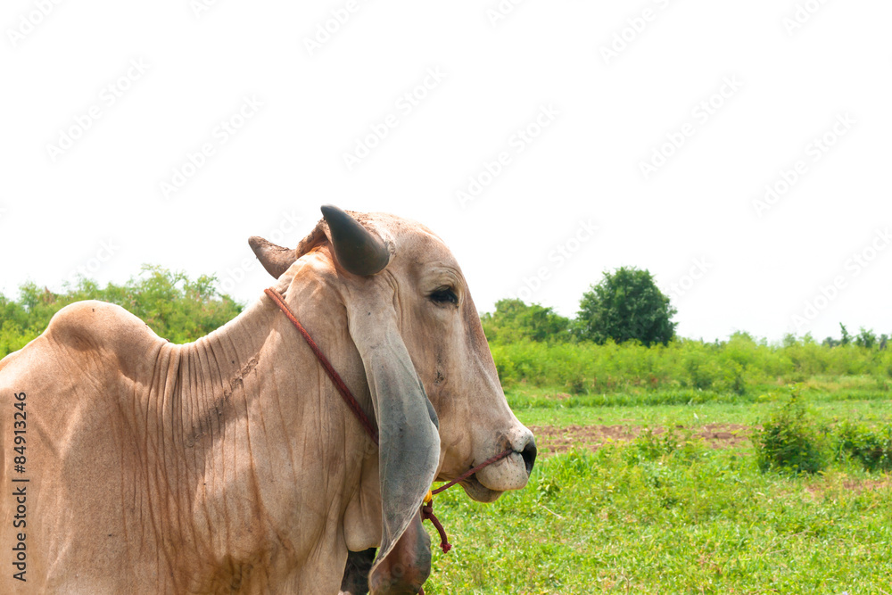 Fototapeta premium cow in the field