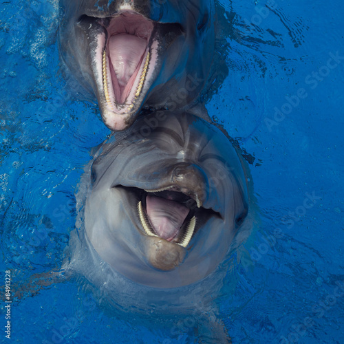 Smiling dolphin