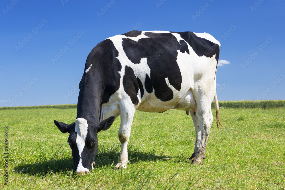 Grazing cow