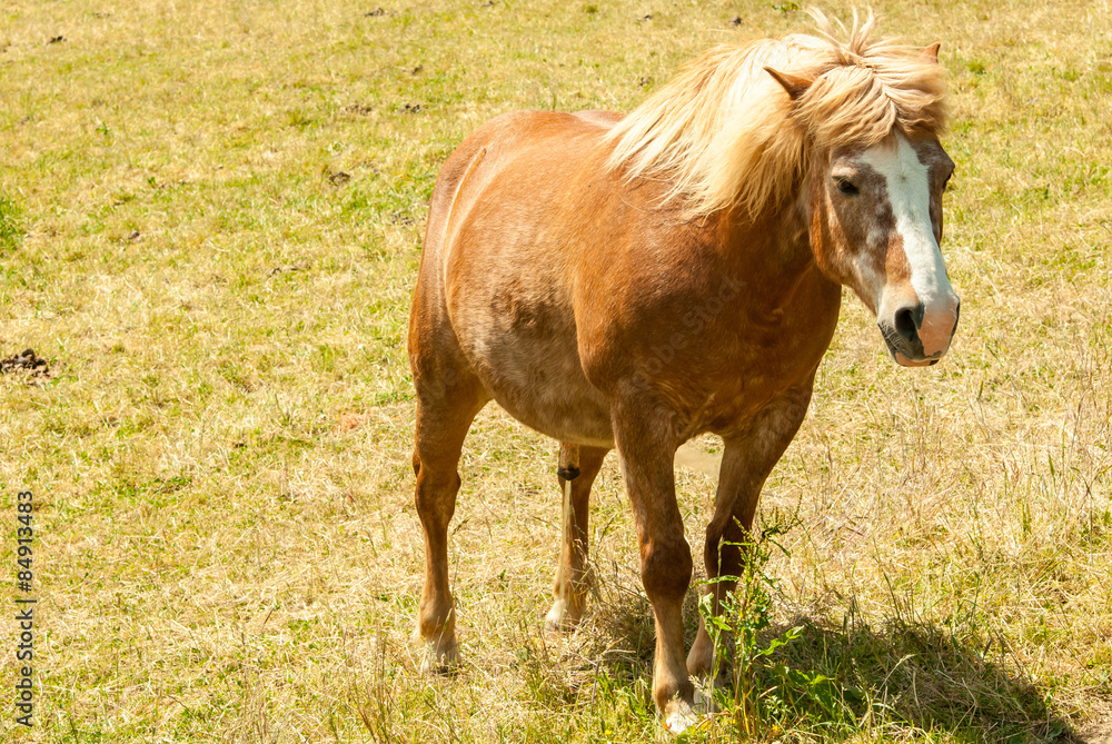 Fototapeta premium Pferd auf Weide