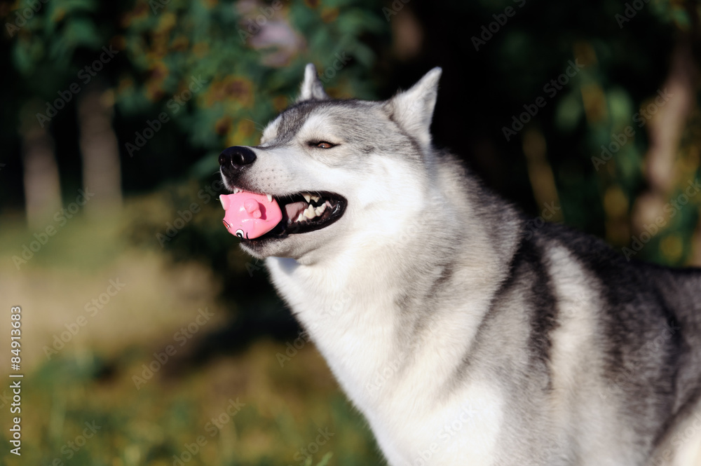 Husky dog playing with a ball Husky dog playing with a ball