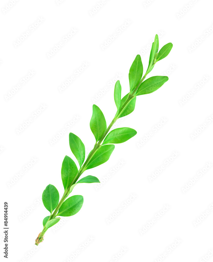 Boxwood branch Boxwood branch