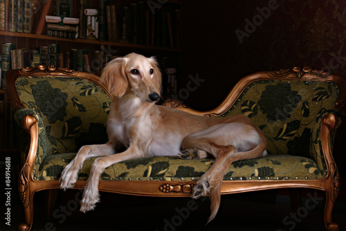 Fototapeta Naklejka Na Ścianę i Meble -  greyhound saluki in Royal interior