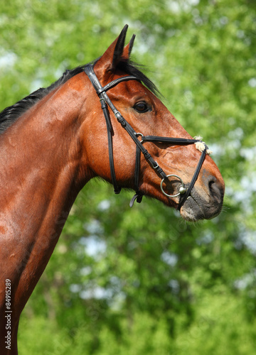 Young german sports horse in summer green background