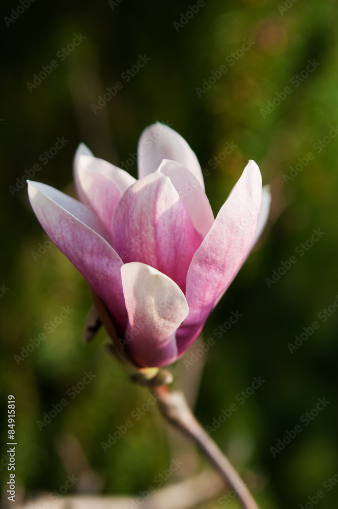 beautiful single magnolia flower closeup